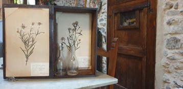 Frans Svanberg - Botanical Box - 1897-1898