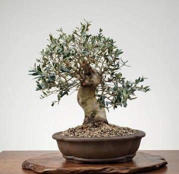 Bonsaï of Olijf (Olea) - Hoogte (boom): 44 cm - Diepte
