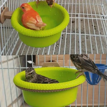 Vogelbadje met Ophangring - Groen Plastic Kom - 12cm Diamete