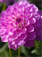 Dahlia Blue wish (Dahlia’s kopen?), Ophalen of Verzenden