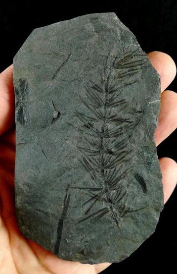 Fossiele plant met uitzonderlijk goede bewaring!! -, Verzamelen