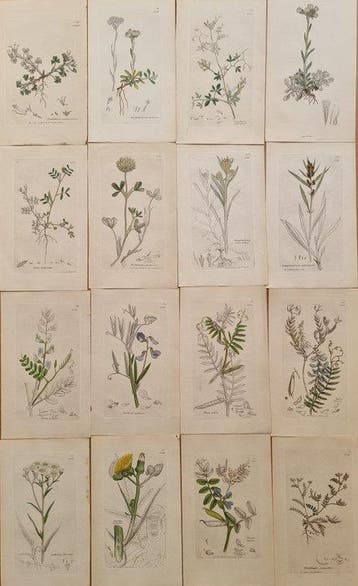James Edward Smith / James Sowerby - Lot. of 16 sheets -, Antiek en Kunst