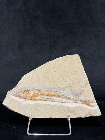 Vis - Fossiel skelet - Prionolepsis - 16 cm - 20 cm, Verzamelen