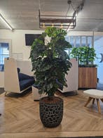 Monstera kunstplant, H170cm, Huis en Inrichting, Kamerplanten, Ophalen of Verzenden, Overige soorten, 150 tot 200 cm