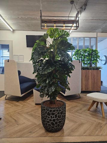 Monstera kunstplant, H170cm, Ophalen of Verzenden, Overige soorten, 150 tot 200 cm