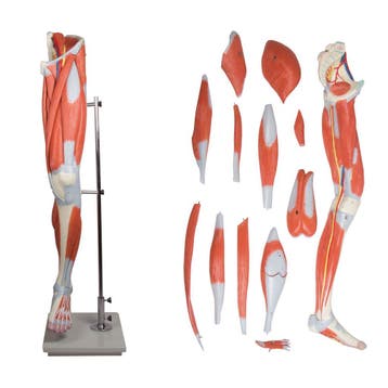 Anatomie model spieren been en bekken, 13-delig, Nieuw