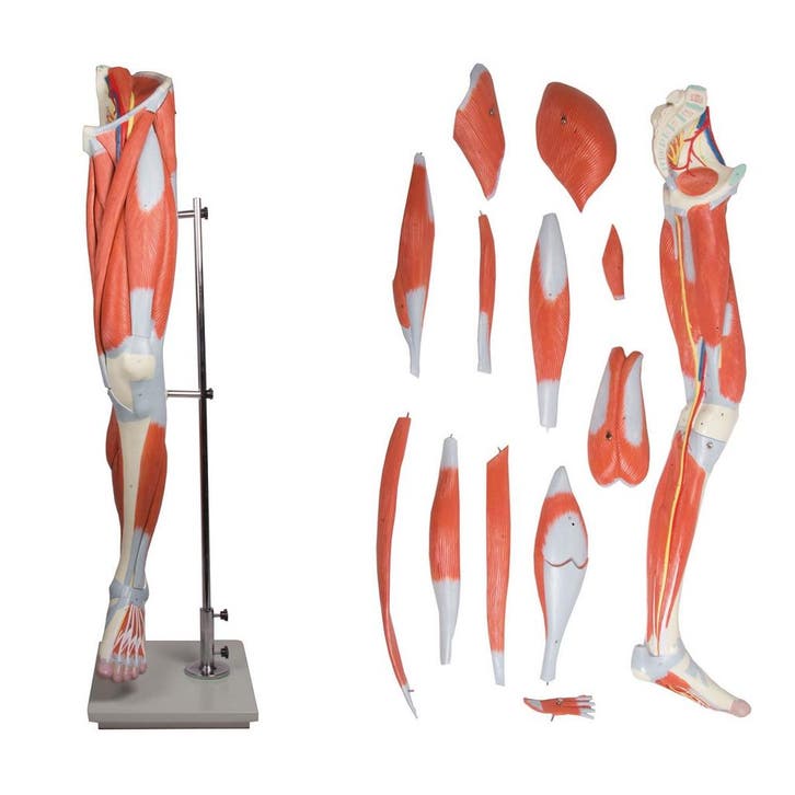 Anatomie model spieren been en bekken, 13-delig, Sport en Fitness, Massageproducten