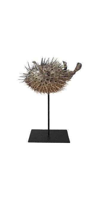 Kogelvis Taxidermie volledige montage - Diodon Holocanthus -, Nieuw