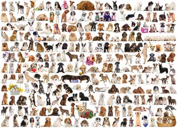 Eurographics puzzel honden dieren - van €14,99 voor €10,49, Ophalen of Verzenden, Nieuw