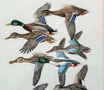 François Bérille (1945) - Étude Comparative de Canards, Antiek en Kunst