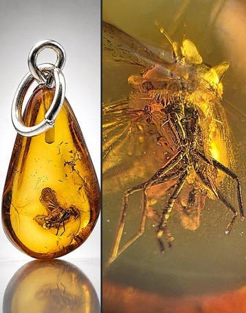 Verzamelaars Baltisch amber hanger – fossiele niet-bijtende, Antiek en Kunst