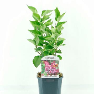 Syringa vulg. Michel Buchner container (17) Sierplanten, Tuin en Terras, Verzenden, Overige soorten, Struik
