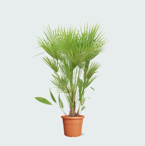 olivenbaum kaufen niederlande 2x Olivenbaum 80–100 cm Olea europaea – Echter Olivenbaum, Mediterrane –  Blumen-Senf® main image 0