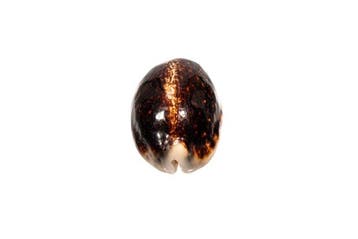 Cypraea arabica eglantina eglantina (zeer zeldzaam) Skelet -