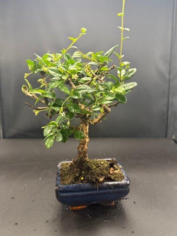 Fukien theeboom bonsai (Carmona retusa) - Hoogte (boom): 20