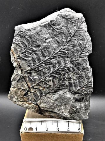 Varen - Gefossiliseerde plant - Alethopteris lonchitica