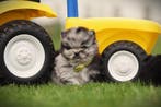 Dwergkeesjes te koop - Pomeranians - Pomeriaantjes, Parvo, België, Keeshond, 8 tot 15 weken