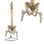 Anatomie model wervelkolom met femurkoppen, flexibel, 86..., Nieuw