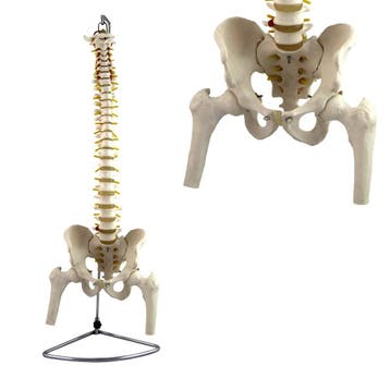 Anatomie model wervelkolom met femurkoppen, flexibel, 86..., Nieuw