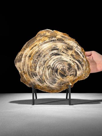 Prachtige plak versteend hout op een maatwerk standaard. -