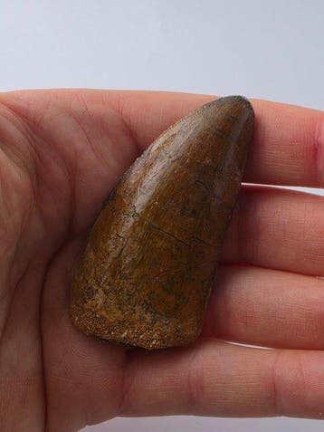 Carcharodontosaurus - Fossiele tand - Carcharodontosaurus -, Verzamelen, Mineralen en Fossielen