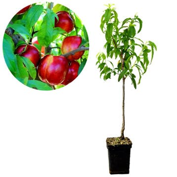nectarine Prunus nucipersica Fire Top + Pot 23, Verzenden, Volle zon