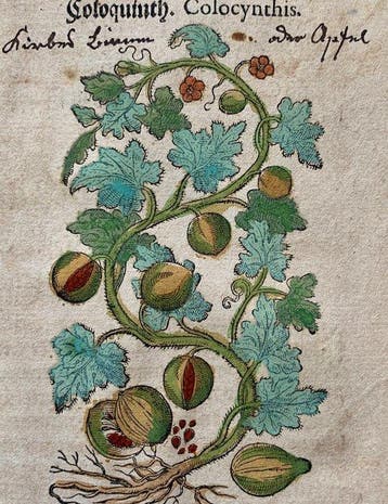 Pietro Andrea Mattioli - Kreutterbuch - 1611