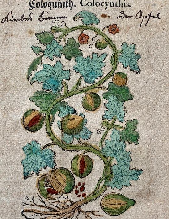 Pietro Andrea Mattioli - Kreutterbuch - 1611, Antiek en Kunst, Antiek | Boeken en Bijbels