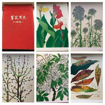 Shunichi Kadowaki - 100 plates of plants and flowers. - 1993
