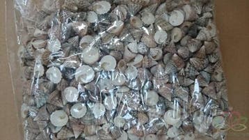 Echinellopsis schelpen ca. 1 cm 1 kilo Grandi, Hobby en Vrije tijd, Ophalen of Verzenden, Nieuw