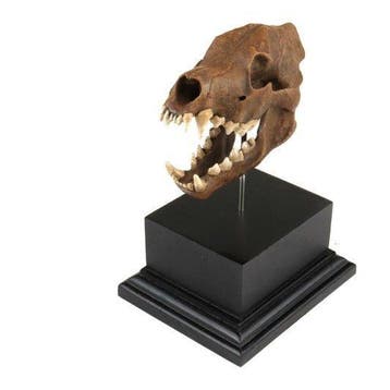 Dinocrocuta schedelmodel REPLICA - Gefossiliseerd dier -
