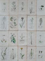 James Sowerby - 20 deels handgekleurde lithos o.a., Antiek en Kunst, Antiek | Boeken en Bijbels