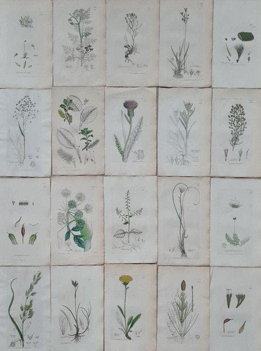 James Sowerby - 20 deels handgekleurde lithos o.a., Antiek en Kunst, Antiek | Boeken en Bijbels