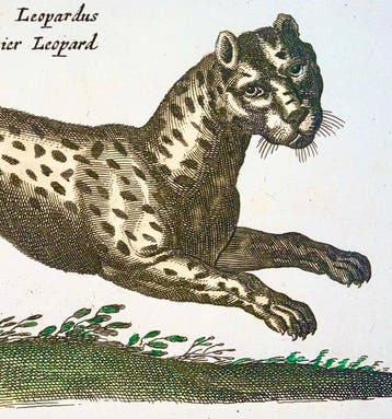 Matthäus Merian (b1593) - hand col. folio: Tiger, Panther,