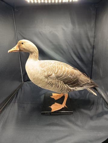 wilde gans Taxidermie replica montage - Anser anser - 45 cm, Nieuw