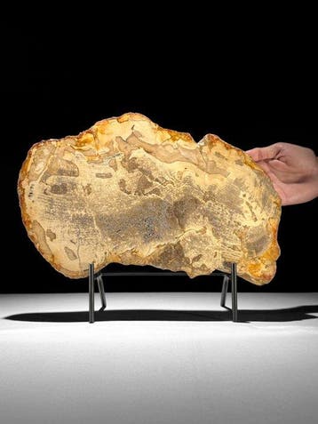 Wonderlijke grote plak versteend hout op een op maat