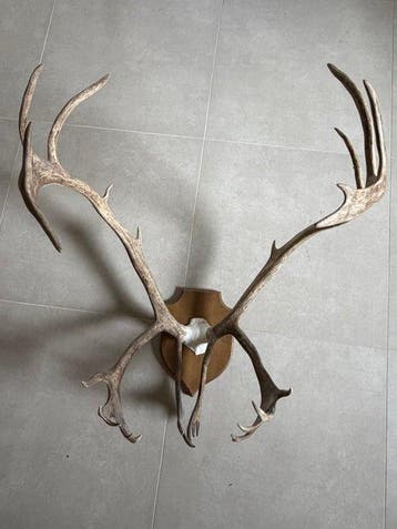 Hert Gewei - Hirschgeweih - 80 cm - 60 cm - 70 cm