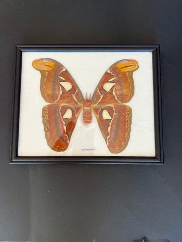 Atlasmot Taxidermie wandmontage - Attacus atlas - 27 cm - 25, Nieuw
