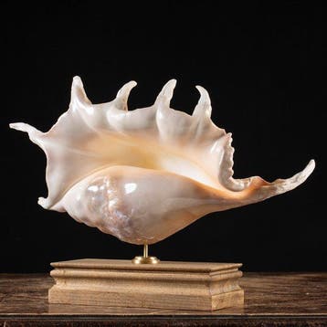 Spider Conch - Topkwaliteit - Grote maat - Isole Bawe -