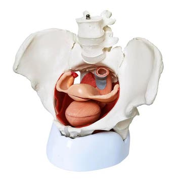 Anatomie model bekken, bekkenbodemspieren en organen, vr..., Nieuw