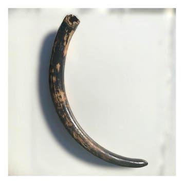 Wolharige mammoet - Fossiele tanden - 116 cm