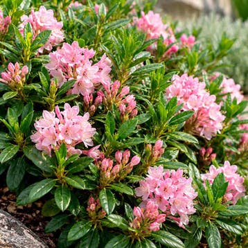 Rhododendron ‘Bloombux Magenta’ container (P10.5) Raskle, Verzenden, Overige soorten, Halfschaduw