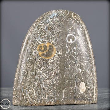 Natuurlijke krinoïden-vrije vorm uit Indonesië- 2261.51 g
