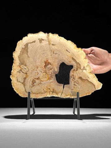 Prachtige grote plak versteend hout op een op maat gemaakte