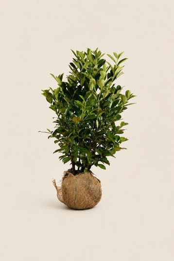 Laurier Rotundifolia | Volle groene privacyhaag, Verzenden, Laurier, Haag, 100 tot 250 cm