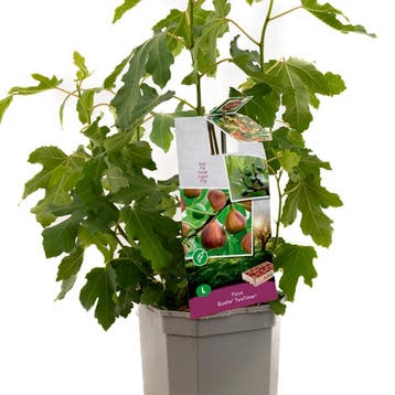 Vijg Gustis® TwoTimer® container (P24) Groen, Tuin en Terras, Verzenden