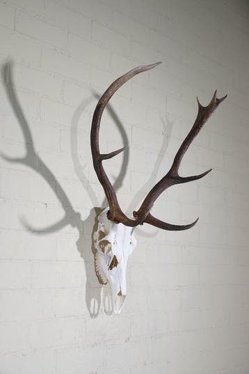 Large Red Stag Trophy Schedel - Cervus elaphus - 44 cm - 85