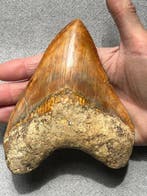 Groot Megalodon-tand, 14,3 cm - Fossiele tand - Carcharocles