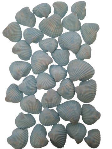 Chippy Big Pastel schelpen Blue washed 1 kilo, Ophalen of Verzenden, Nieuw