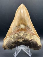 Megalodon - Fossiele tand - Otodus Megalodon - 11.09 cm -